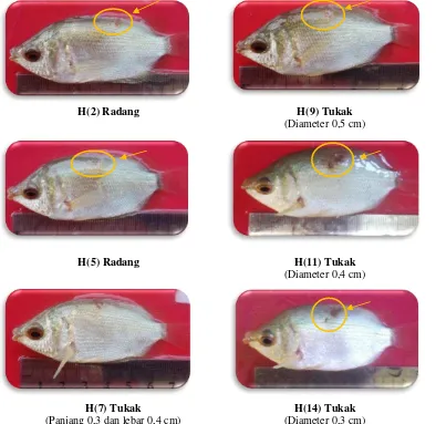 Gambar 9. Pengamatan gejala klinis pada ikan biawan perlakuan dosis larutan temulawak 0,4 g/l 