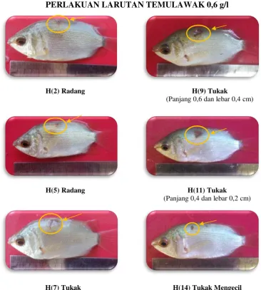 Gambar 10. Pengamatan gejala klinis pada ikan biawan perlakuan dosis larutan temulawak 0,6 g/l 