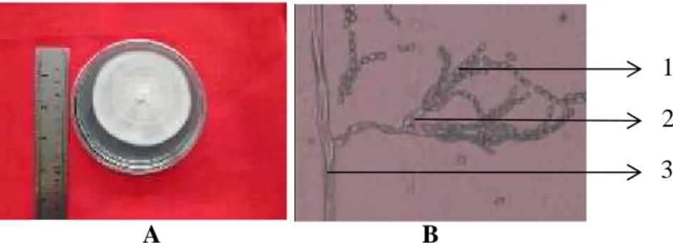 Gambar 2. Isolat  RPL3-10  (Penicillium sp.)  A.  Koloni  yang ditumbuhkan  pada medium  PDA  B