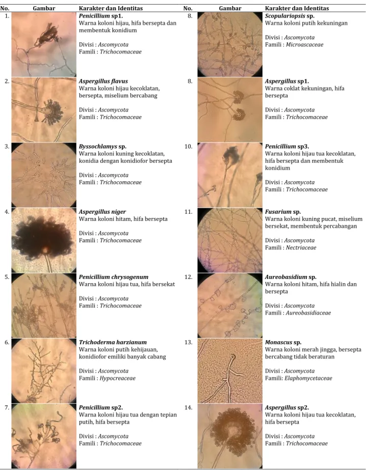 Tabel 1. Hasil identifikasi isolat jamur pendegradasi lignin 