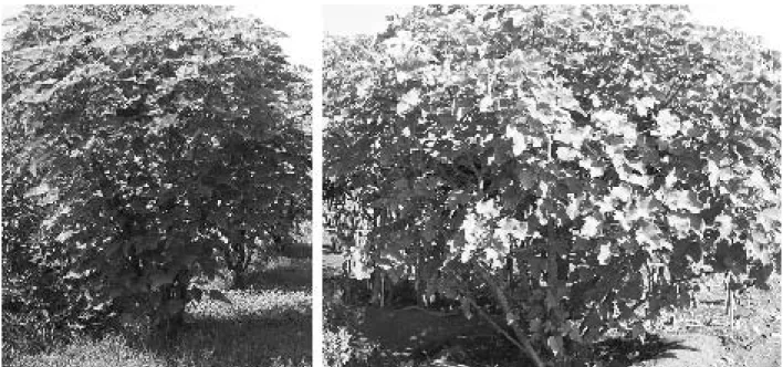Gambar 1. Tanaman jarak pagar berumur 3 tahun yang tidak dipangkas (A) dan tanaman jarak pagar yang dipangkas saat pindah tanam (B)