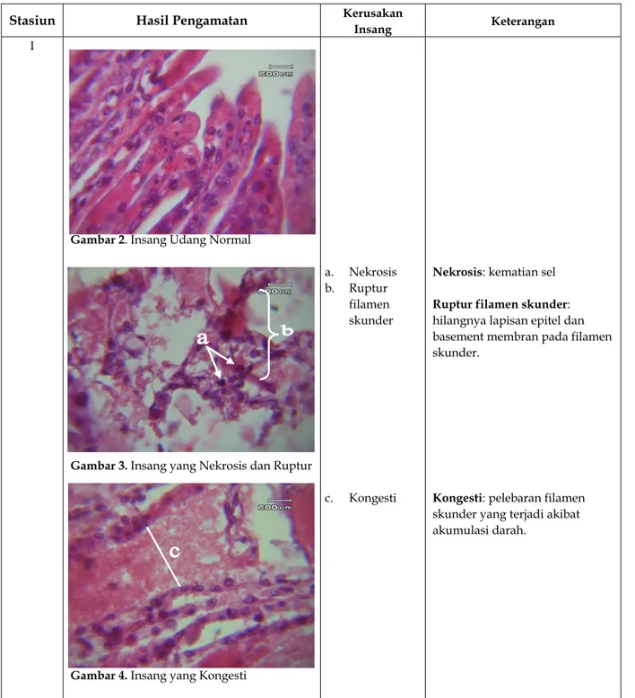 Tabel 2. Hasil Pengamatan Mikroanatomi Insang Udang Windu (Penaeus monodon Fab) Tambak Keputih Surabaya  yang Tercemar Pb