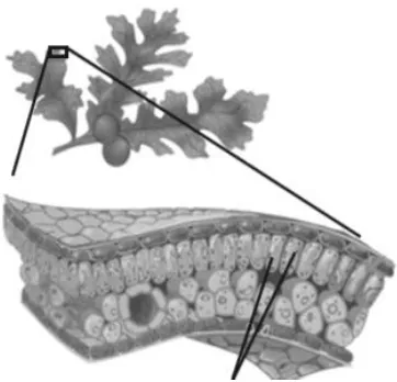 Gambar 2. 4 Letak kloroplas di dalam daun (sumber : Botani,1995)  Struktur klorofil berbeda-beda dari struktur karotenoid, masing-masing 