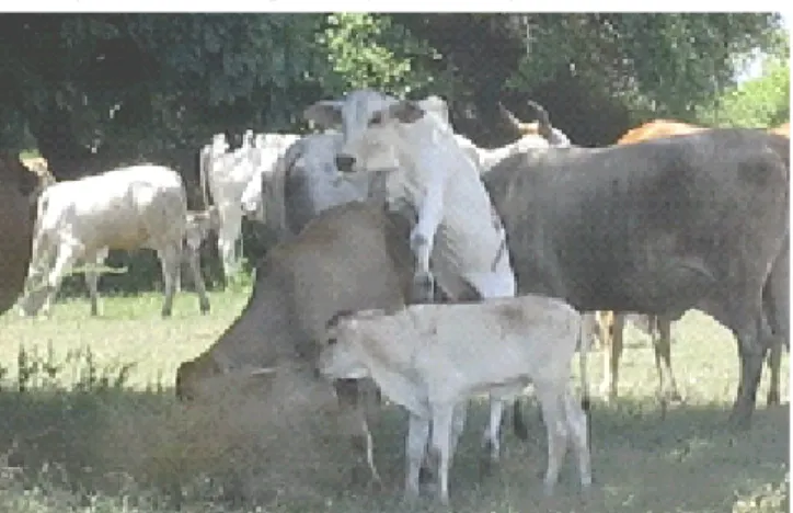 Gambar 14. Perilaku mounting anak sapi PO