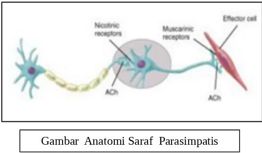 Gambar  Anatomi Saraf  Parasimpatis