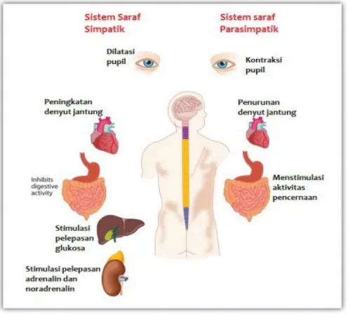 Gambar saraf otonom pada mata