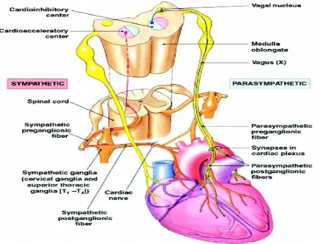 Gambar saraf otonom jantung