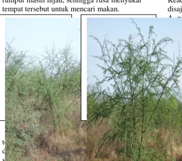 Gambar 3. Kondisi savana Bekol yang  terinvasi A. nilotica 