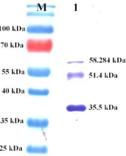 Tabel 3 Hasil analisis imunohistokimia dengan antibodi anti-C.burnetii 