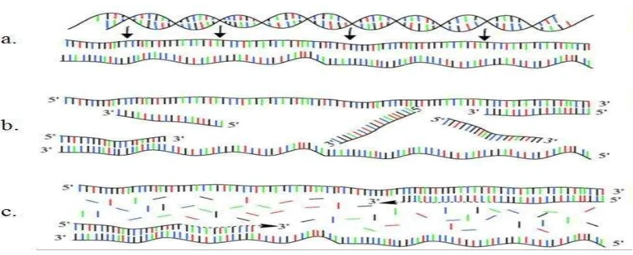 Gambar 2. Proses amplifikasi DNA/gen target (a) DNA awal yang mengalami denaturasi, yakni pemisahan DNA dengan pasangannya