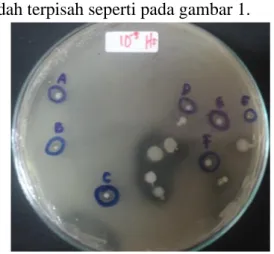 Gambar 1. Isolat Bakteri A-G Hasil Isolasi  Bakteri Probiotik dari Saluran Pencernaan 