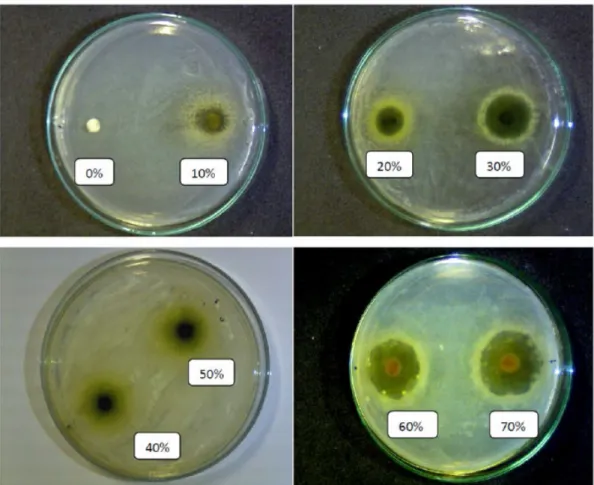 Gambar 2: Grafik  batang  zona  hambat  pertumbuhan  Streptococcus mutans dengan ekstrak  Pluchea indica melalui metode Kirby Bauer Test.