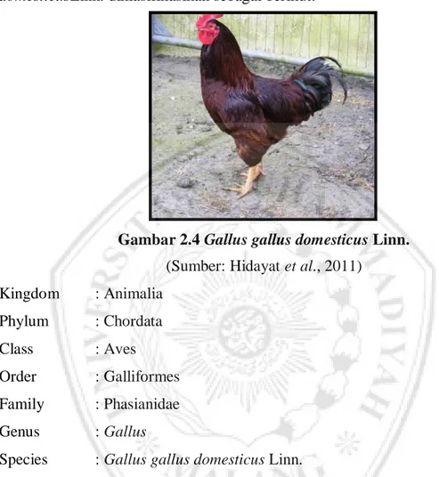 Gambar 2.4 Gallus gallus domesticus Linn. 