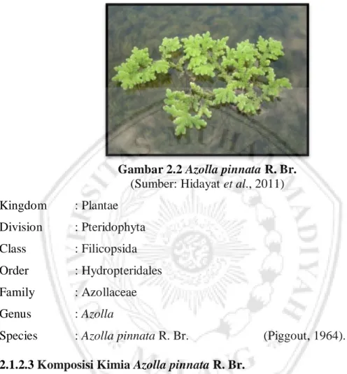 Gambar 2.2 Azolla pinnata R. Br.  (Sumber: Hidayat et al., 2011)  Kingdom  : Plantae  Division  : Pteridophyta  Class    : Filicopsida  Order    : Hydropteridales  Family   : Azollaceae  Genus    : Azolla 