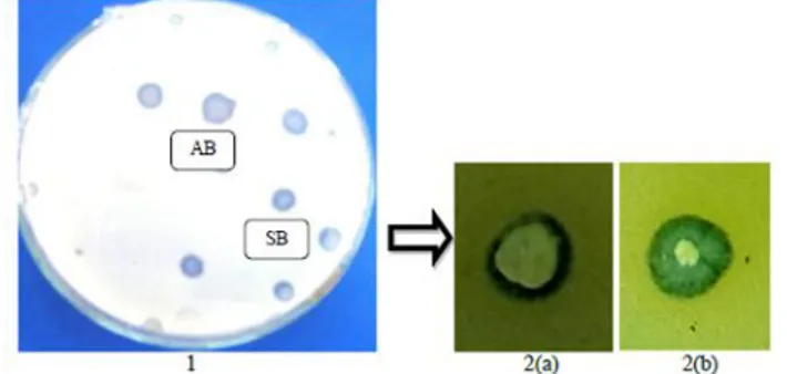 Gambar  2.  1)  Makroskopis  bakteri  alami  pencernaan  ayam  broiler  yang  dijadikan  isolat  setelah  48  jam  inkubasi Temperatur 37˚C 2) Isolat-isolat bakteri alami pencernaan ayam broiler (a) AB (b) SB 