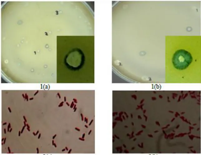 Gambar 3. Koloni Isolat Bakteri Pencernaan Ayam  Broiler dalam  MediumGPA+CaCO3 1)Makroskopis  2) Hasil pewarnaan Gram (a) isolat AB (b)isolat SB (perbesaran 40x100) 