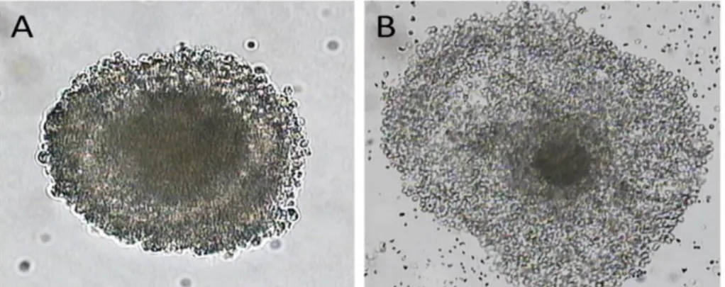 Gambar 3. Kondisi sel-sel kumulus setelah maturasi in vitro selama 24 jam. A). Tidak expand, B)