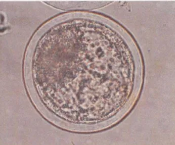 Gambar 4.  Blastosis 