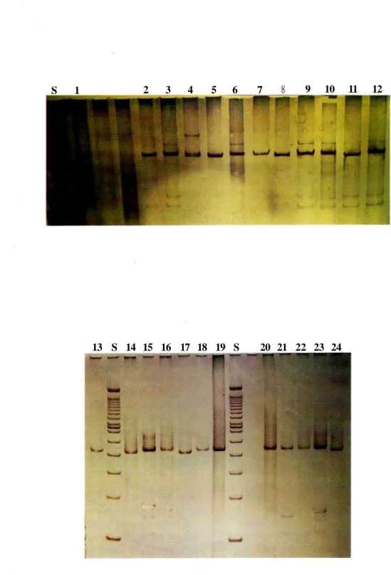 Gambar 2. Migrasi fragmen ribosoma RNA dari DNA mitokondria (447 bp) pada 5 % PAGE (Polyacrilamide Gel Electrophoresis); S = Standard (100 bp molecular weight marker); 1-24 nomorsampel.