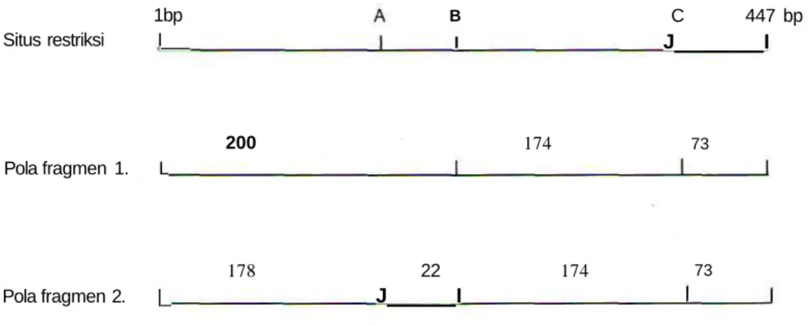 Gambar 4. Peta besarnya fragmen ribosoma RNA dan situs restriksi enzim Hae\