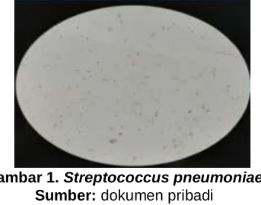 Gambar 1. Streptococcus pneumoniae   Sumber: dokumen pribadi 