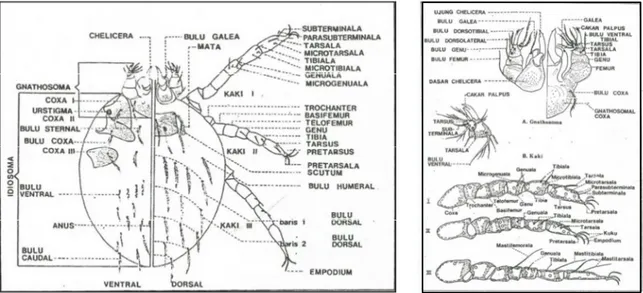 Gambar 1. Morfologi Tungau Trumbikulid (Nadchatram &amp; Dohany 1974)