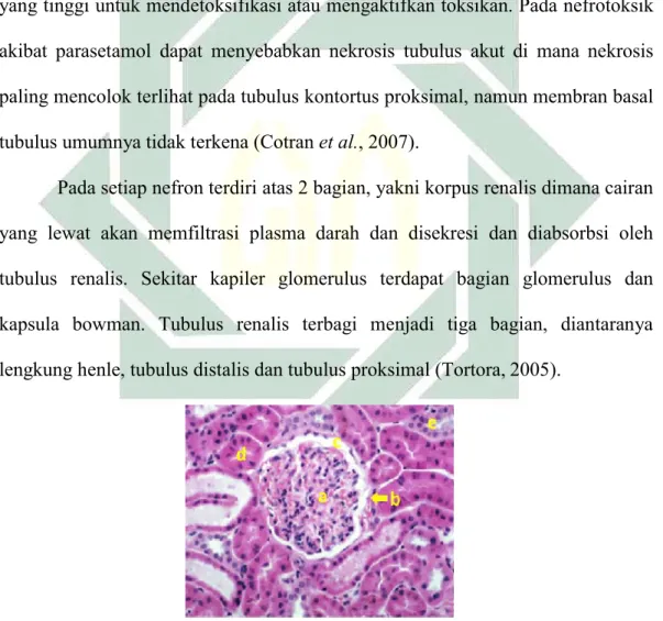Gambar 2.4. Histologi ginjal. Glomerulus (a), kapsula bowman (b), ruang bowman (c), tubulus  proksimal (d) dan tubulus distalis (e)