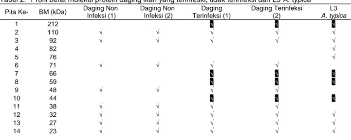 Tabel 2.  Profil berat molekul protein daging ikan yang terinfeski, tidak terinfeksi dan L3 A