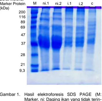 Gambar 1.  Hasil  elektroforesis  SDS  PAGE  (M:  Marker, ni: Daging ikan yang tidak  terin-feksi  (ulangan  1  dan  2),  i:  Daging  ikan  yang  terinfeksi  (ulangan  1  dan  2),  c:  Larva A