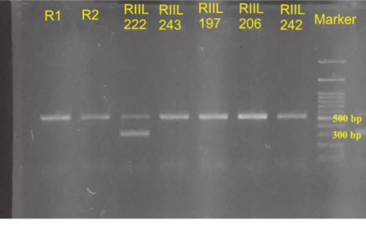 Gambar 3.  Hasil  visualisai  amplifikasi  gen  CHD  pada  burung  piyikan merpati. Dari 6 sampel terdapat 1 ekor betina  (RIIL  222)  sedangkan  5  lainnya  berjenis  kelamin  jantan.