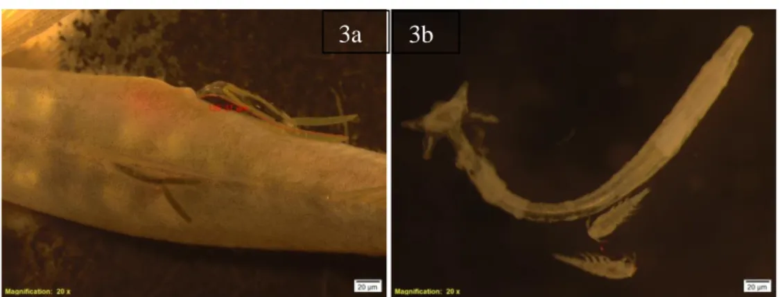 Gambar  3.  (a)  Parasit  Lernaea  sp  yang  menginfeksi  ikan  Gobi  dan  (b)  Parasit  Lernaea  sp  dan  Larva  Copepoda dari parasit Lernaea sp 