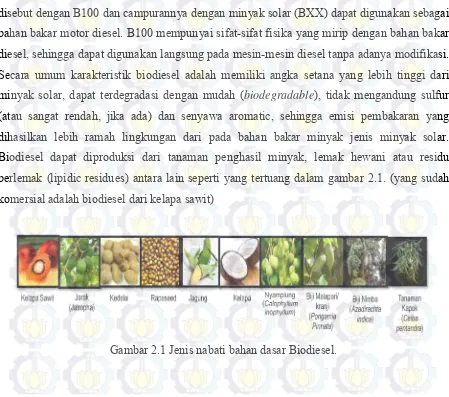 Gambar 2.1 Jenis nabati bahan dasar Biodiesel. 