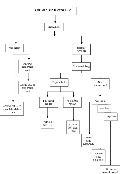 Gambar  4.  Algoritma pendekatan diagnostik anemia makrositer 3,8,9,27,28