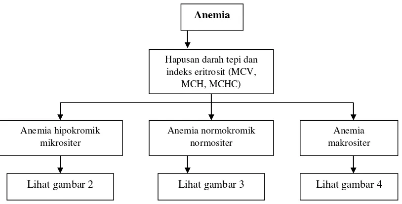 Gambar 1. Algoritma pendekatan diagnostik anemia.3,8,9,27,28 
