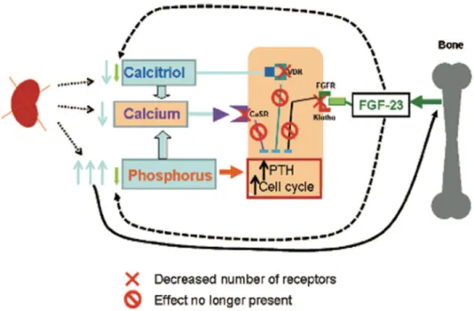 Gambar 1. Pathogenesis hiperparatiroidisme sekunder.