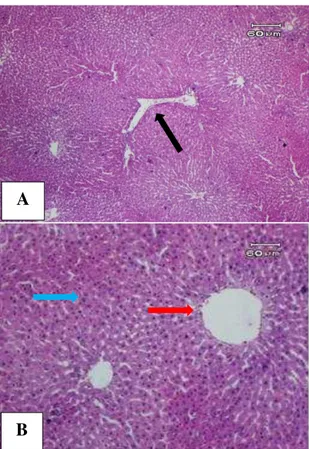 Gambar  1.  Gambaran  mikroskopik  hati  tikus  Wistar  kelompok  kontrol  negatif.  Tampak  gambaran  hati  normal  dengan  vena  sentralis 