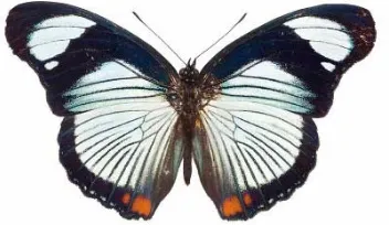 Gambar kupu-kupu yang memiliki bentuk simetris  [sumber: http://artmarketeao.files.wordpress.com]  