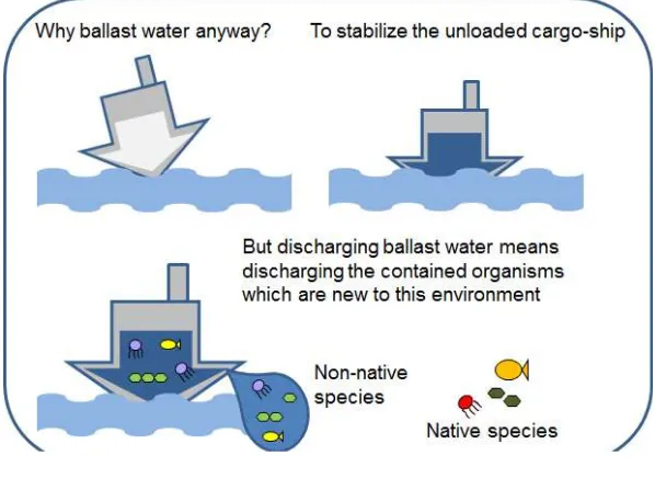 Gambar 2.1 Penyebaran Organisme Melalui Air Balas (https://www.greenoptimistic.com/ballast-water-management/) 