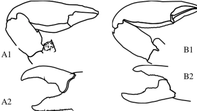 Gambar  1.  morfologi  chelae  pada  Lissoporcellana  dan  Pisidia.  A1,  cheliped  Lissoporcellana;  A2,  bagian  dactylus  dari  chela  Lissoporcellana;  B1,  cheliped  Pisidia;  B2,  bagian  dactylus  dari  chela  Lissoporcellana