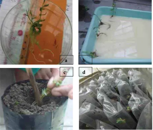 Gambar 5.    Proses dan hasil aklimatisasi kultur jaringan cendana di rumah kaca (a) plantlet yamg akan di  aklimatisasi; (b) sterilisasi menggunakan larutan fungisida; (c) plantlet ditanam dalam media top  soil:kompos:pasir (1:1:1); (d) plantlet diaklimat