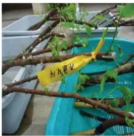 Gambar 1.   Pertumbuhan tunas pada rendaman  cabang cendana di rumah kaca 