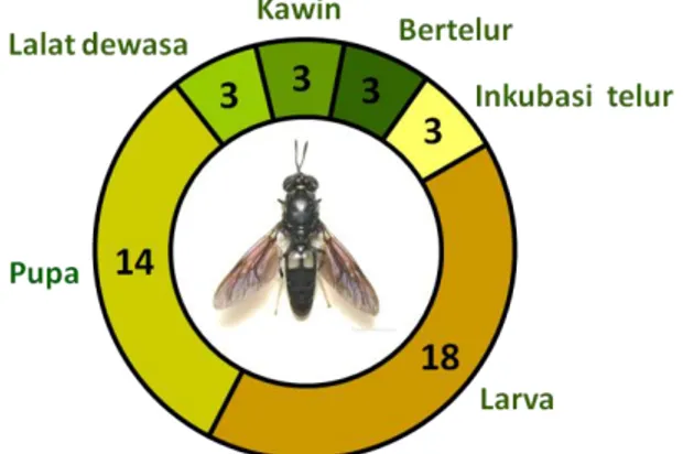 Gambar 2. Siklus hidup lalat BSF  Sumber: Tomberlin et al. (2002) yang dimodifikasi 