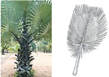 Gambar 1.  Daun lontar (Borassus flabellifer Linn.) Figure 1. Lontar (Borassus flabellifer Linn.) leaf