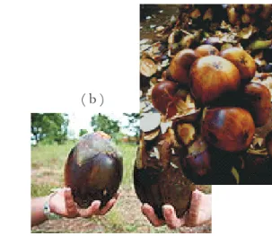 Gambar 2. Bunga (a) dan buah (b) lontar (Borassus flabellifer L.)  Figure 2. Flowers (a) and fruits (b) of  lontar (Borassus flabellifer L.)