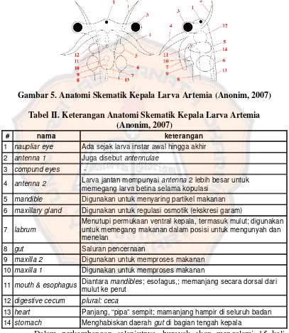 Gambar 5. Anatomi Skematik Kepala Larva Artemia (Anonim, 2007) 