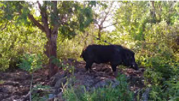 Gambar 1.  Ternak babi jantan yang dipelihara secara tradisional di  bawah pohon, dengan mengikat pada bagian lehernya  menggunakan tali
