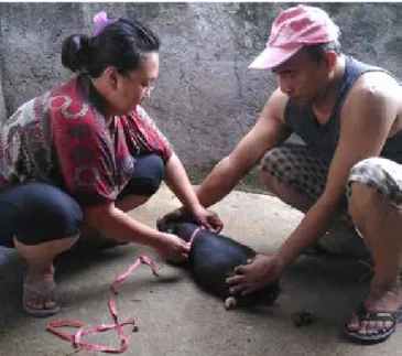 Tabel 1.  Dimensi tubuh dan kondisi testis babi bali bibit pejantan di  wilayah Nusa Penida* 