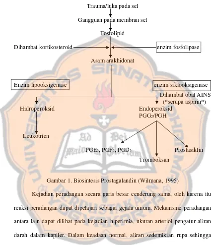 Gambar 1. Biosintesis Prostagalandin (Wilmana, 1995) 