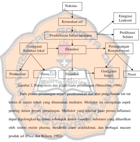 Gambar 2. Patogenesis dan gejala suatu peradangan (Mutschler, 1986) 