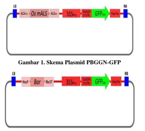 Gambar 2. Skema Plasmid PalSelect-GFP Plasmid 
